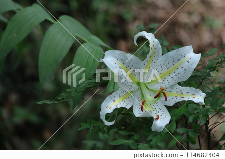 King of lilies King of lilies 114682304
