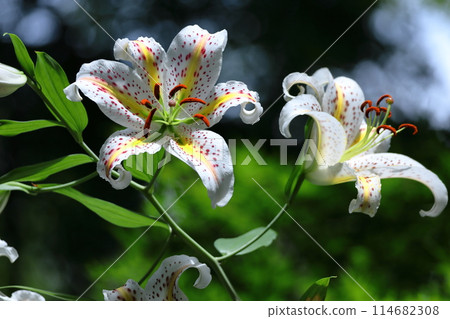 King of lilies 114682308