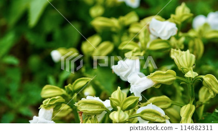 White torenia in full bloom White torenia in full bloom 114682311