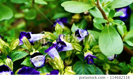Purple torenia in full bloom 114682316