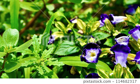 Purple torenia in full bloom 114682317
