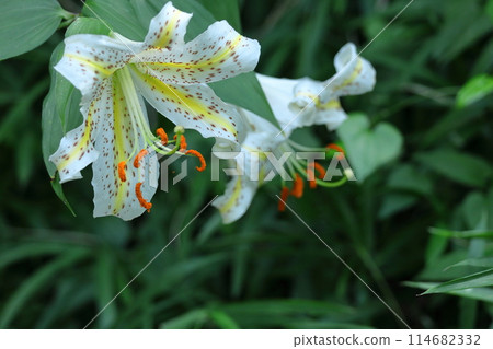 King of lilies King of lilies 114682332