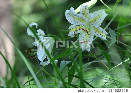 百合之王 114682336