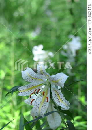 King of lilies King of lilies 114682338