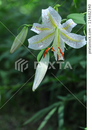 King of lilies King of lilies 114682340