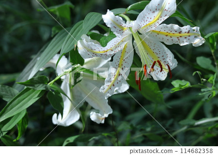 百合之王 百合之王 114682358