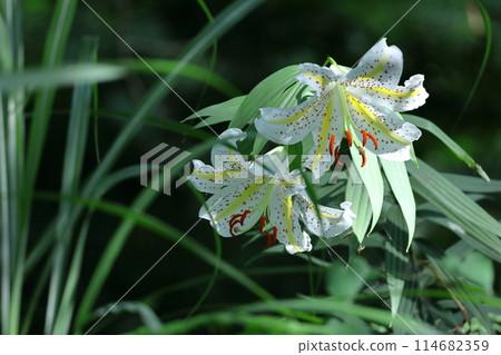 百合之王 百合之王 114682359