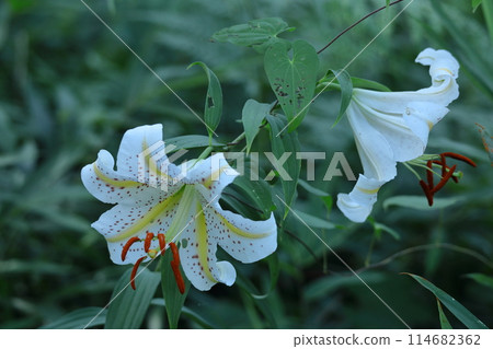 King of lilies King of lilies 114682362