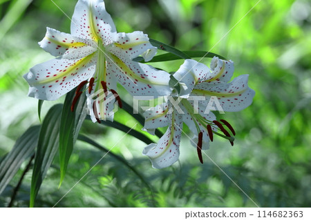King of lilies 114682363