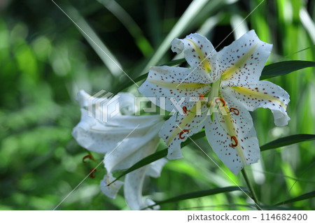 King of lilies King of lilies 114682400