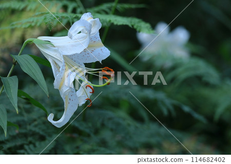 King of lilies 114682402