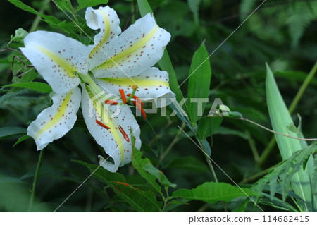 百合之王 114682415