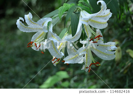 百合之王 114682416