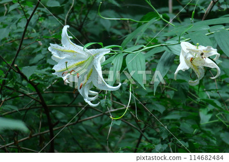 King of lilies King of lilies 114682484