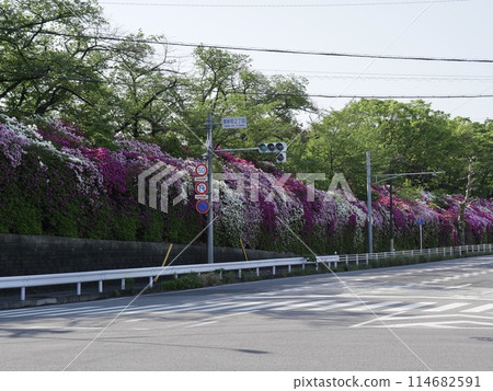 Azaleas around the Motomachi Factory in Toyota City, Aichi Prefecture Azaleas around the Motomachi Factory in Toyota City, Aichi Prefecture 114682591