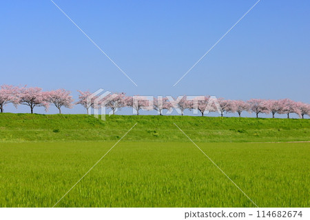 Oyama City, Tochigi Prefecture: A row of cherry trees along the banks of the Omoi River, spanning the Mamada and Otome districts, with native cherry trees lined up along the banks. Oyama City, Tochigi Prefecture: A row of cherry trees along the banks of the Omoi River, spanning the Mamada and Otome districts, with native cherry trees lined up along the banks. 114682674