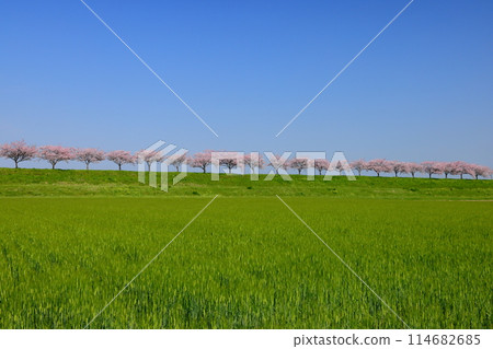 Oyama City, Tochigi Prefecture: A row of cherry trees along the banks of the Omoi River, spanning the Mamada and Otome districts, with native cherry trees lined up along the banks. 114682685