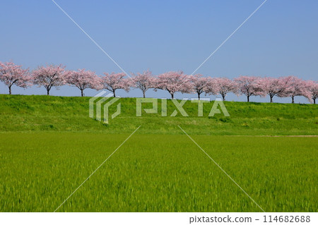 栃木縣小山市:大川櫻花堤岸上的一排櫻花樹,大川沿岸橫跨大元區和乙女區的堤岸上盛開著本土櫻花。 栃木縣小山市:大川櫻花堤岸上的一排櫻花樹,大川沿岸橫跨大元區和乙女區的堤岸上盛開著本土櫻花。 114682688