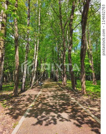 Lighting tree trail in the park. Bright spring park in the morning. 114682763