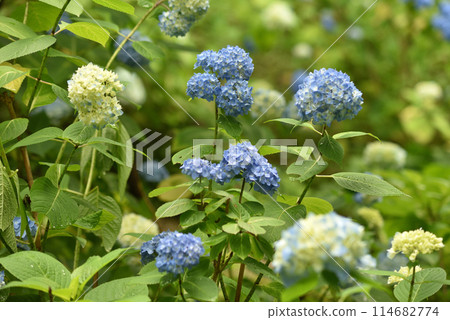 三千院，雨後的藍色繡球花 114682774