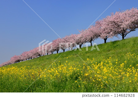 Oyama City, Tochigi Prefecture: A row of cherry trees and rape blossoms along the Omoigawa River, where native cherry trees line the bank that stretches between the Mamada and Otome districts. 114682928