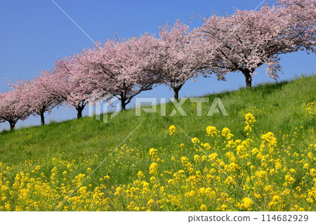 Oyama City, Tochigi Prefecture: A row of cherry trees and rape blossoms along the Omoigawa River, where native cherry trees line the bank that stretches between the Mamada and Otome districts. 114682929