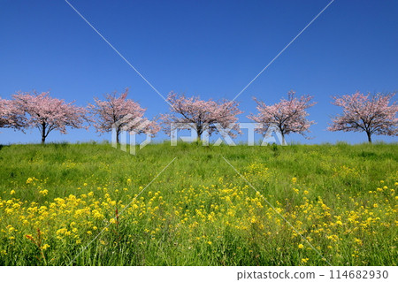 Oyama City, Tochigi Prefecture: A row of cherry trees and rape blossoms along the Omoigawa River, where native cherry trees line the bank that stretches between the Mamada and Otome districts. 114682930
