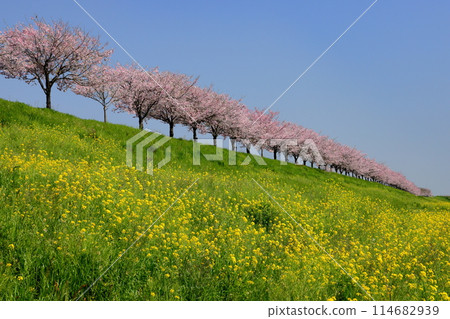 栃木縣小山市：思井川櫻花堤岸沿岸盛開著一排櫻花樹和油菜花，思井川沿岸橫跨大元區和乙女區的堤岸上盛開著本土櫻花。 114682939
