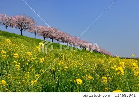 栃木縣小山市:思井川櫻花堤岸沿岸盛開著一排櫻花樹和油菜花,思井川沿岸橫跨大元區和乙女區的堤岸上盛開著本土櫻花。 栃木縣小山市:思井川櫻花堤岸沿岸盛開著一排櫻花樹和油菜花,思井川沿岸橫跨大元區和乙女區的堤岸上盛開著本土櫻花。 114682941