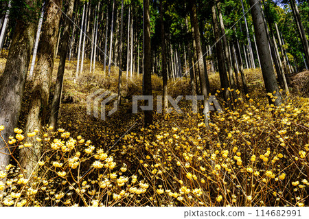 Mitumata flowers Mitumata flowers 114682991