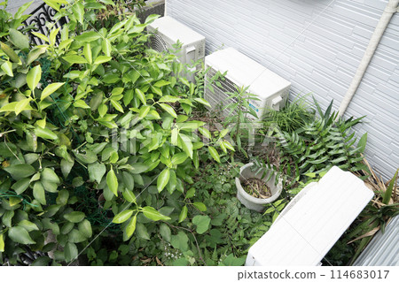 拉伸雜草 拉伸雜草 114683017