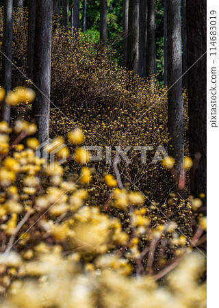 Mitumata flowers Mitumata flowers 114683019