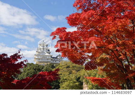秋天的世界遺產姬路城被秋葉染紅 秋天的世界遺產姬路城被秋葉染紅 114683097