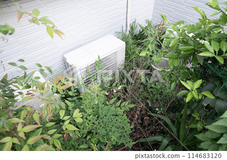 自由生長的雜草 自由生長的雜草 114683120