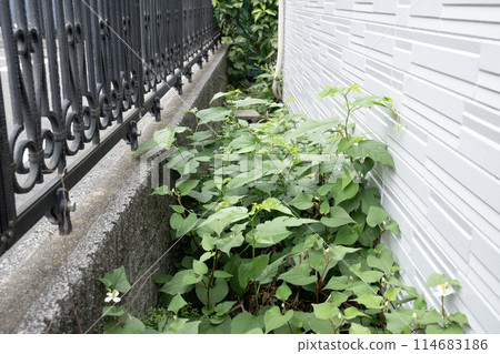 自由生長的雜草 114683186