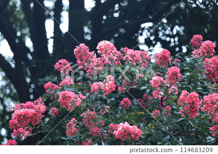 Shines in the blue sky in midsummer Shines in the blue sky in midsummer 114683209