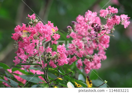 盛夏閃耀在蔚藍的天空 盛夏閃耀在蔚藍的天空 114683221