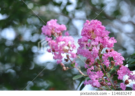Shines in the blue sky in midsummer Shines in the blue sky in midsummer 114683247