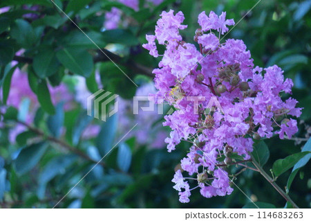 盛夏閃耀在蔚藍的天空 114683263