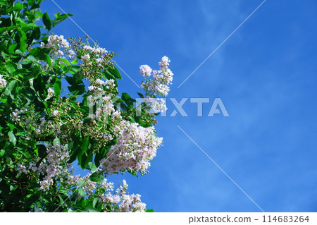 盛夏閃耀在蔚藍的天空 114683264