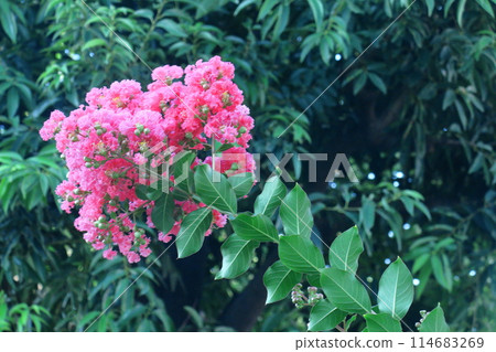 盛夏閃耀在蔚藍的天空 盛夏閃耀在蔚藍的天空 114683269