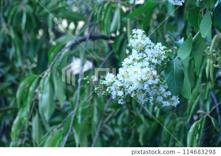 盛夏閃耀在蔚藍的天空 114683298