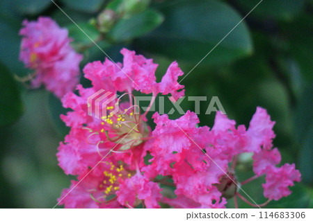 Shines in the blue sky in midsummer 114683306