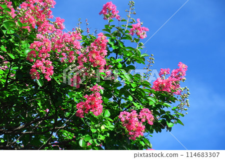 Shines in the blue sky in midsummer Shines in the blue sky in midsummer 114683307