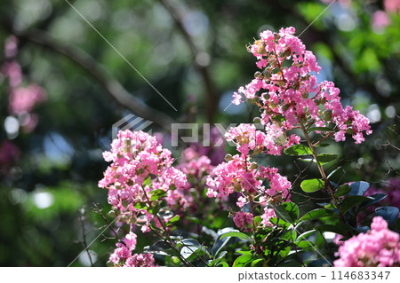 Shines in the blue sky in midsummer 114683347