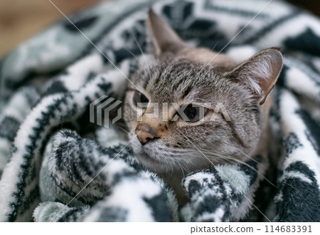 Cat in the blanket Siamese tabby cat 114683391