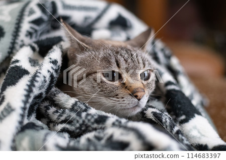 Cat in the blanket Siamese tabby cat Cat in the blanket Siamese tabby cat 114683397