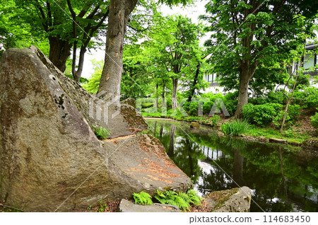 初夏的盛岡城址公園 初夏的盛岡城址公園 114683450