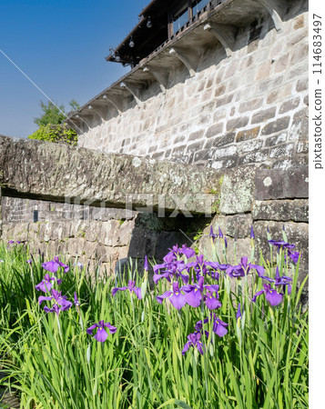 Iris flowers blooming on a stone wall 114683497