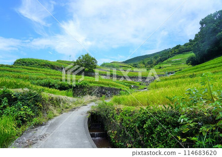 小豆島中山千枚田（電影、電視劇的拍攝地） 114683620